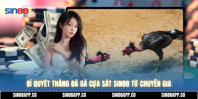 Bí quyết thắng Đá gà cựa sắt Sin88 từ chuyên gia