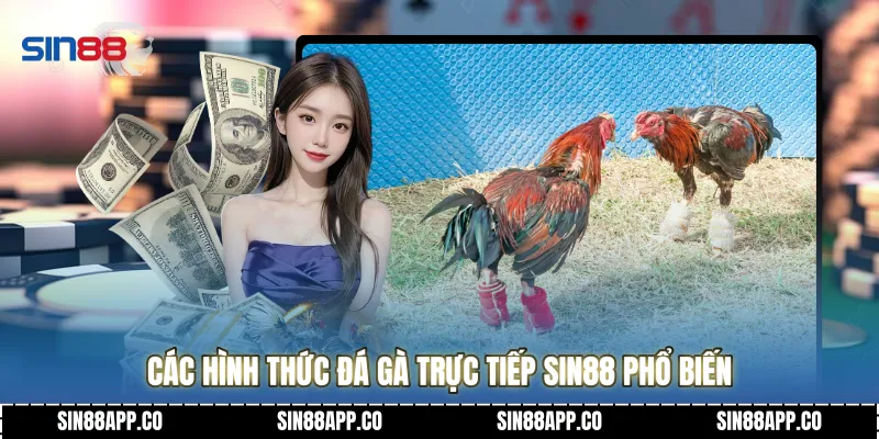 Các hình thức đá gà trực tiếp Sin88 phổ biến