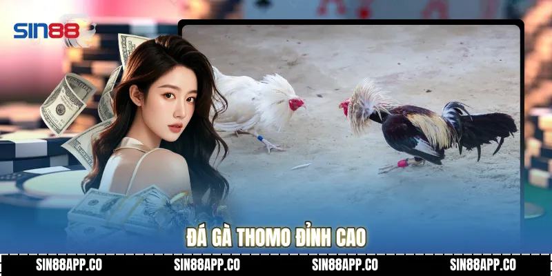Đá gà Thomo đỉnh cao