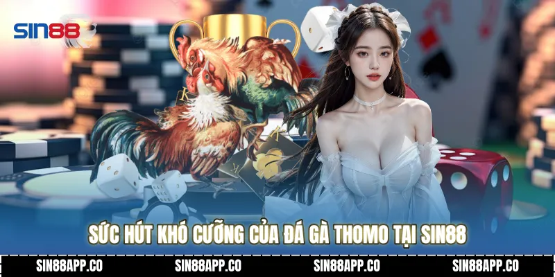 Sức hút khó cưỡng của Đá gà thomo tại Sin88